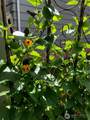 815 124th Street - Photo 40
