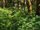 1319 Winlock Vader Road - Photo 13