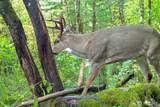 0 Buncombe Hollow Road - Photo 18