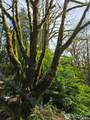 23208 Alder Drive - Photo 14