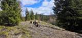 1112 Tbd Bandtman Creek Rd - Photo 4