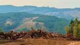 3727 Little Kalama River Road - Photo 9