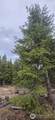 99 Prior Loop Road - Photo 9