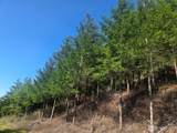 7241 Cloquallum Road - Photo 3