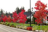 2931 Balsamroot Drive - Photo 9
