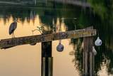 5 Pintail Road - Photo 10