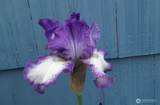 10303 B Street - Photo 25
