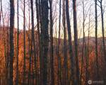 355 XX Courtney Road - Photo 3
