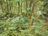 0 Lackey Road - Photo 12