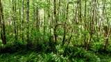 99993 Dowans Creek Road - Photo 1
