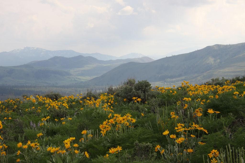 54 Mule Deer Trail - Photo 1