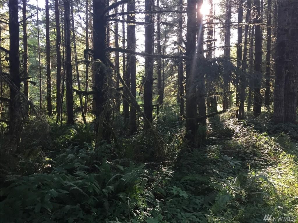 0-Lot 3 Toutle Rd - Photo 1