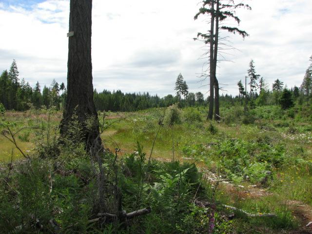 188-acres Old Camp Sundown Rd - Photo 1