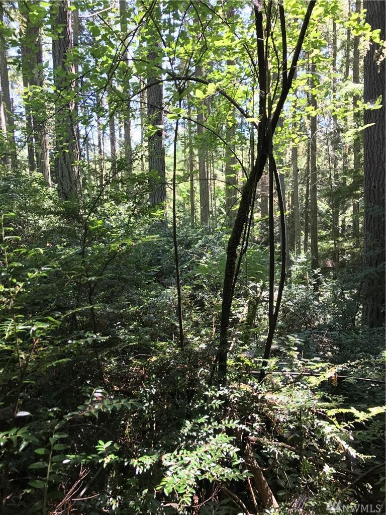 0-Lot 11 Pinewood Cir - Photo 1