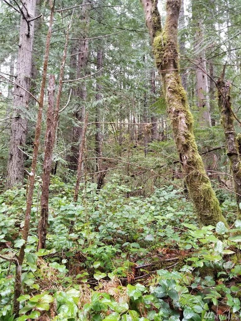 0-Lot B White Tail Trail - Photo 1