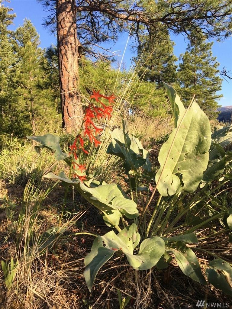 0 Stiss Canyon Rd - Photo 1