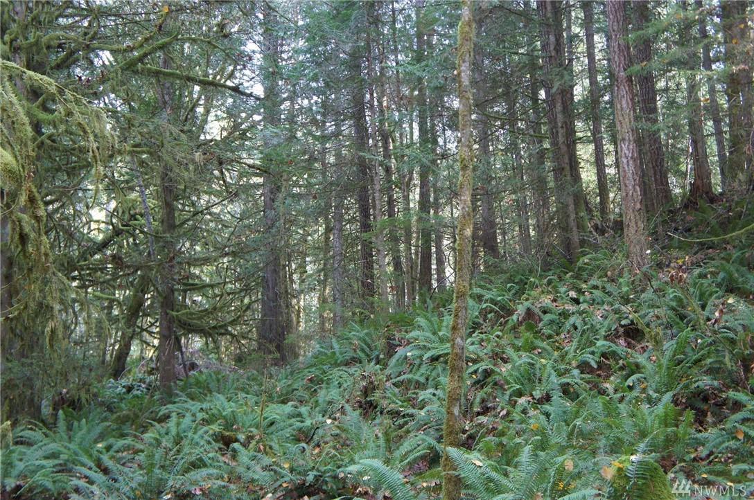 0-NSN Duckabush Road - Photo 1