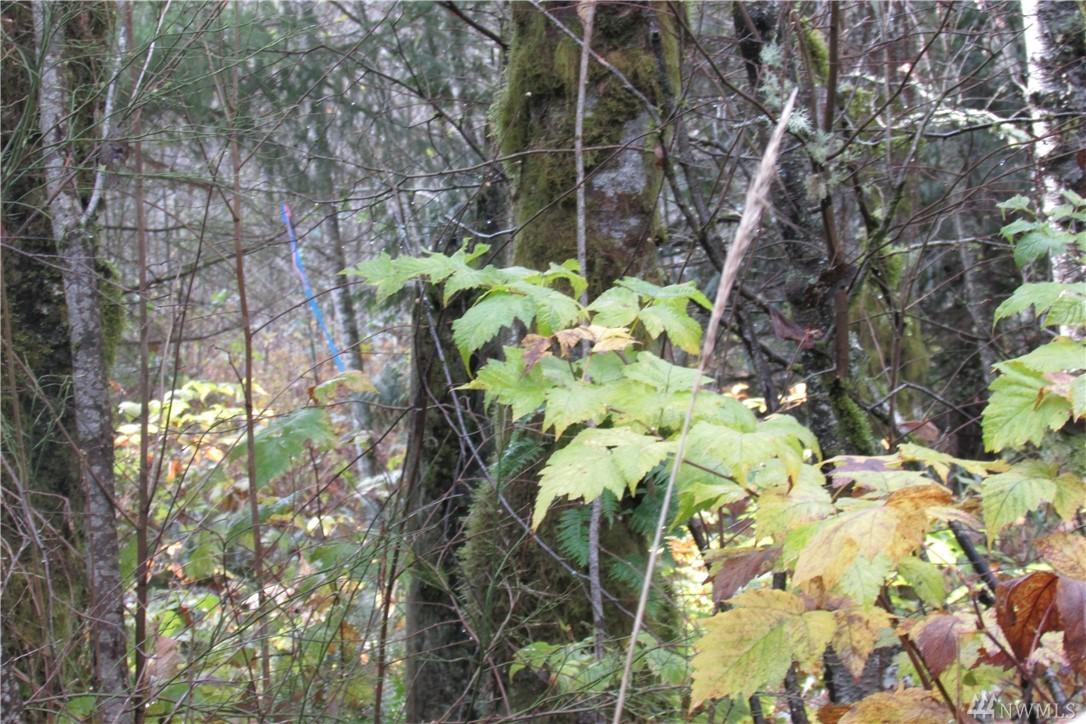 0 Skagit Hwy - Photo 1