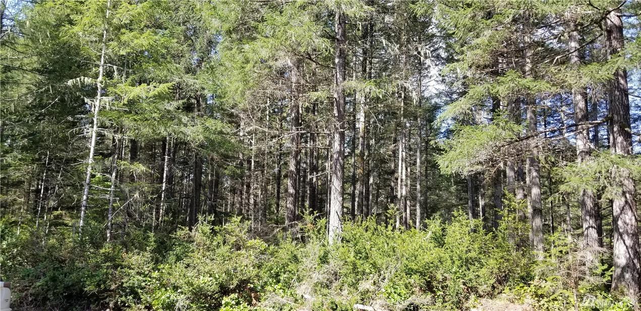 0-Lot 45 Paintbrush Lane - Photo 1