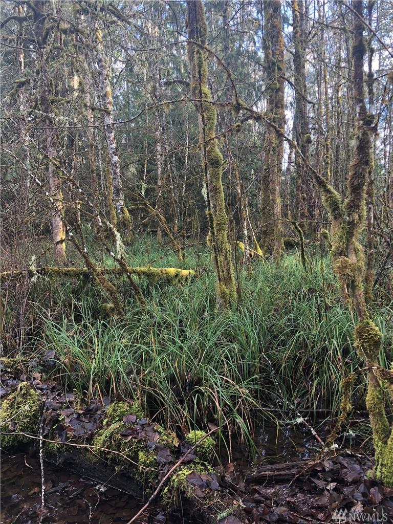 0 Spirit Lake Highway - Photo 1
