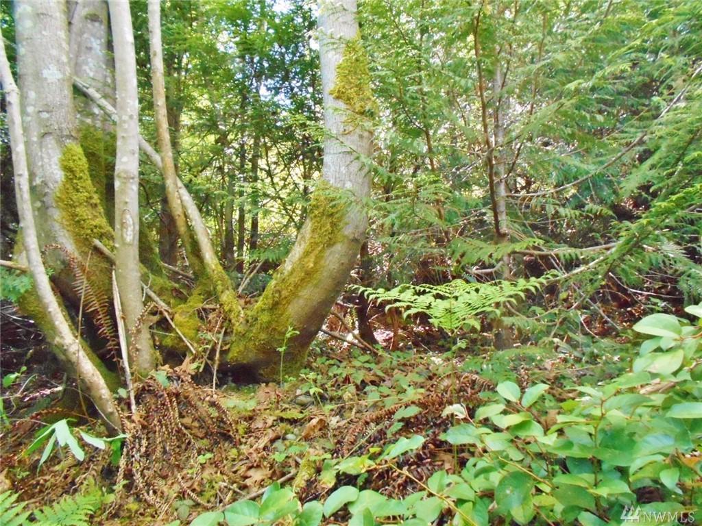 0 Forest Dr - Photo 1