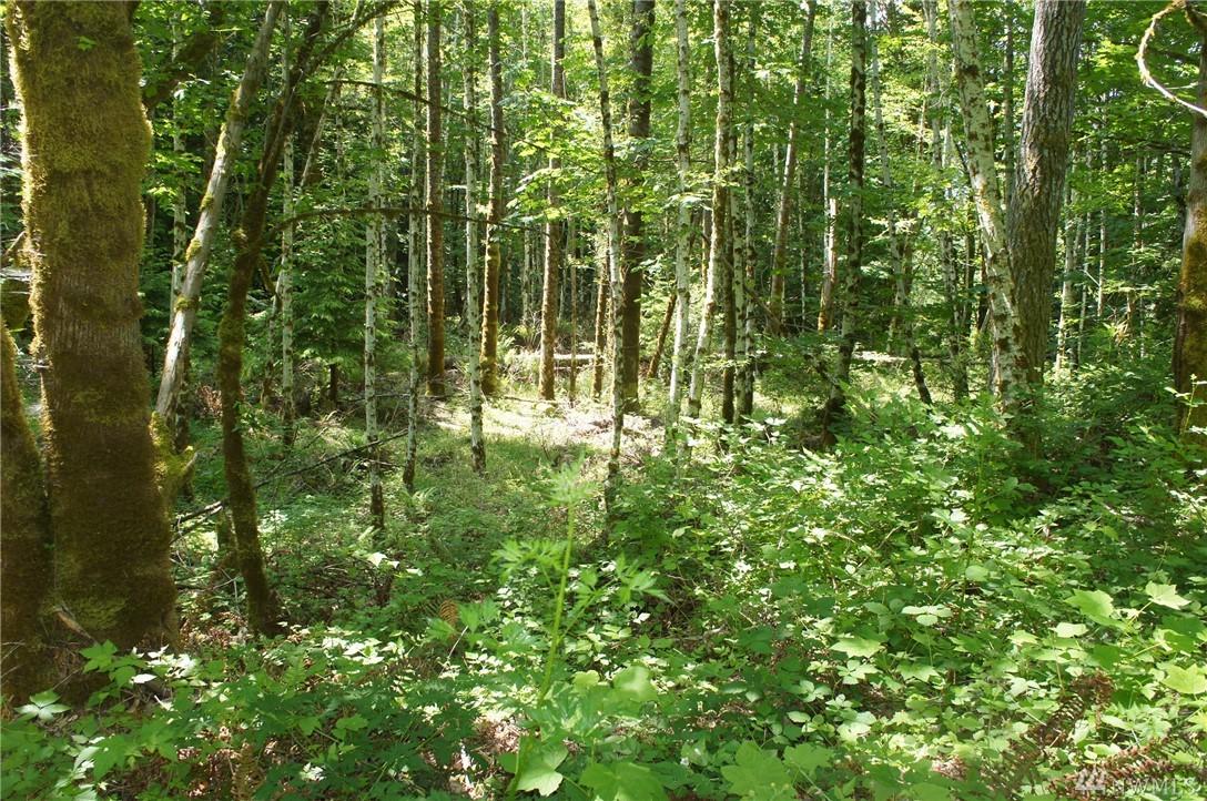 0-NSN Dosewallips Rd - Photo 1