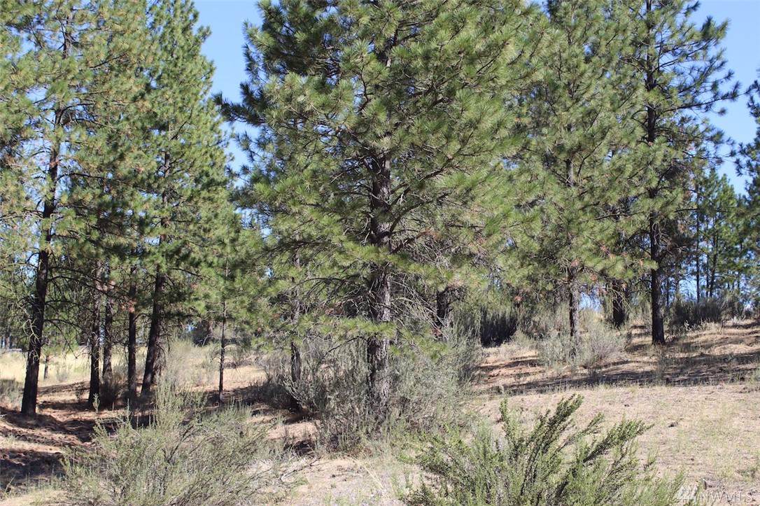 25725 Pine Cone Ct - Photo 1 25725 Pine Cone Ct - Photo 1