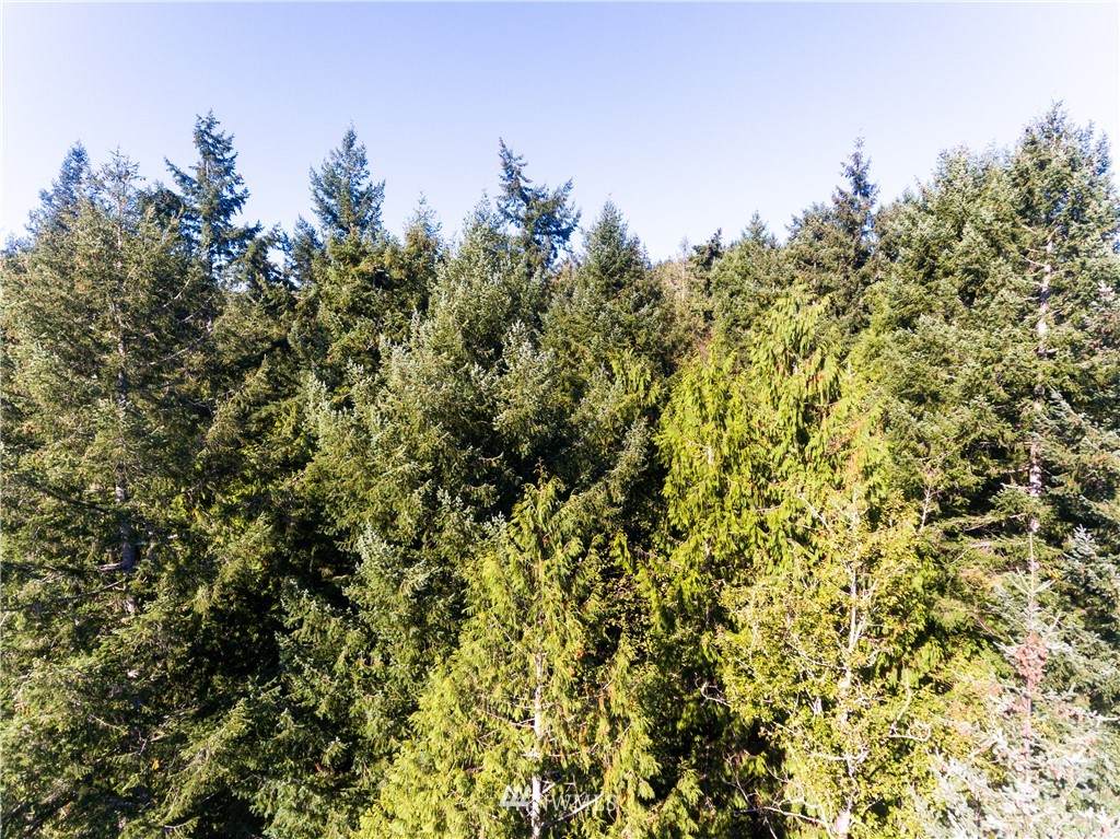 0 Black Bear Lane - Photo 1