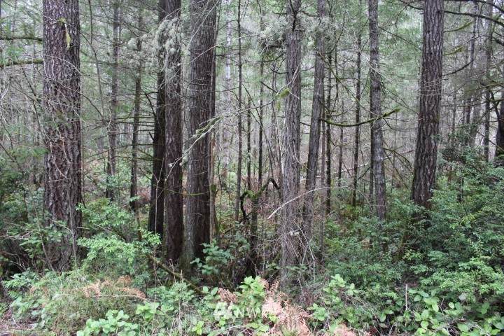 1 Lot B Phillips Lake Road - Photo 1