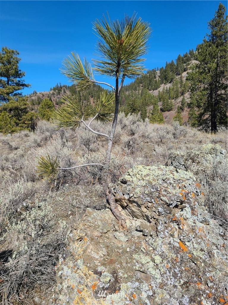 8 xx Whiskey Mountain Ranches - Photo 1