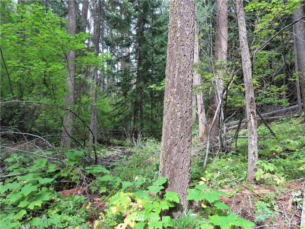 0 TBD Day Creek Road - Photo 1