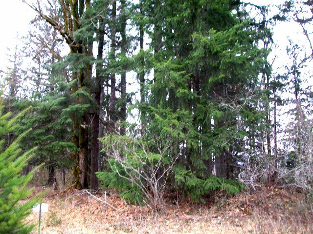 0-Lot 20 Holiday Lane - Photo 1