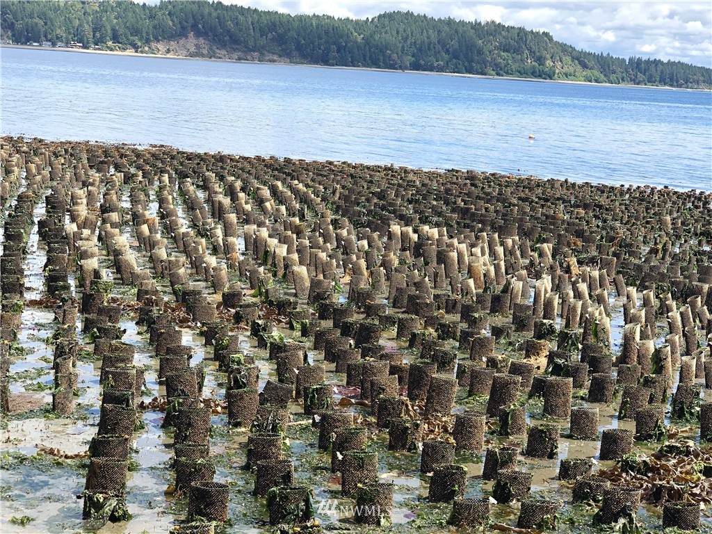 0 4+ Acre Geoduck Tidelands - Photo 1