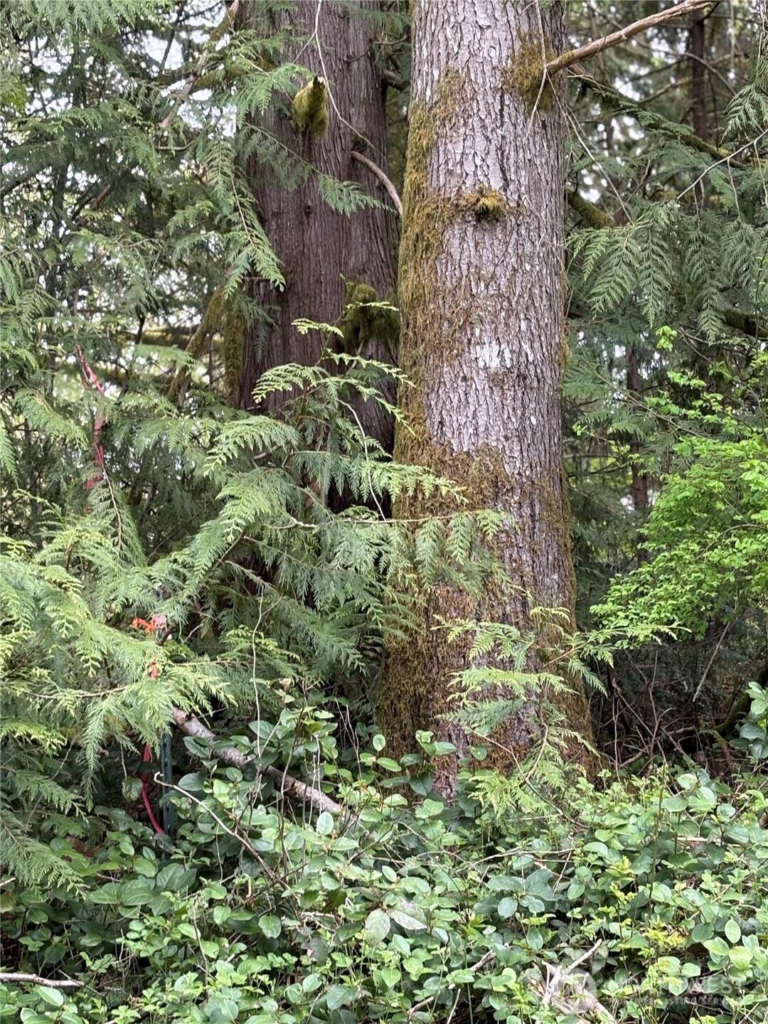 0 Lot 15 Shore Drive - Photo 1