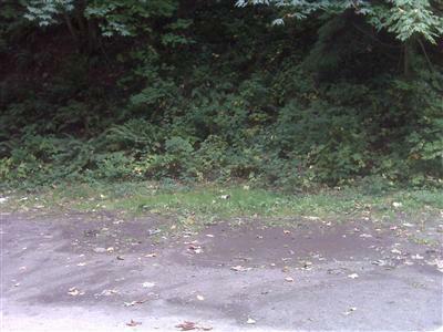 0-1xxx Arnold Ave - Photo 1