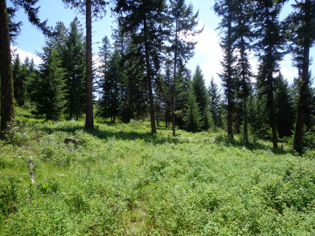 0-Lot I Graves Mt. Rd - Photo 1