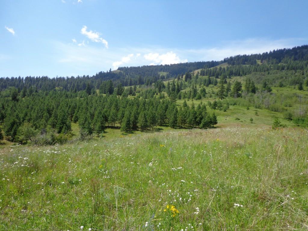 0-Lot L-Y Graves Mountain Rd - Photo 1