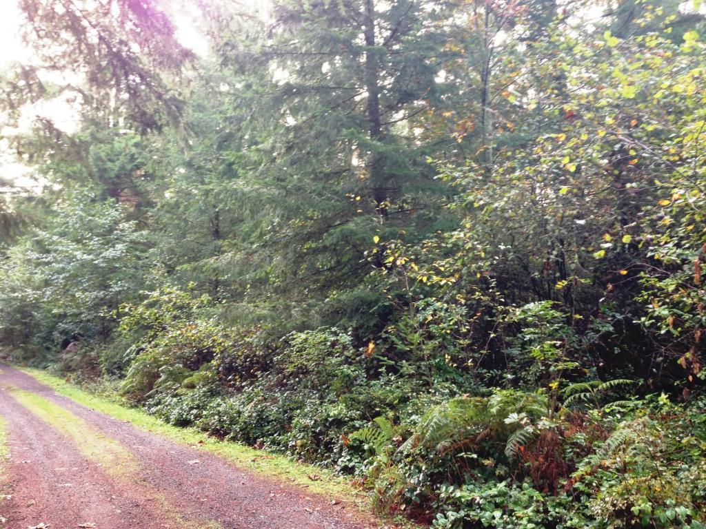 17226 Bald Hill Rd - Photo 1