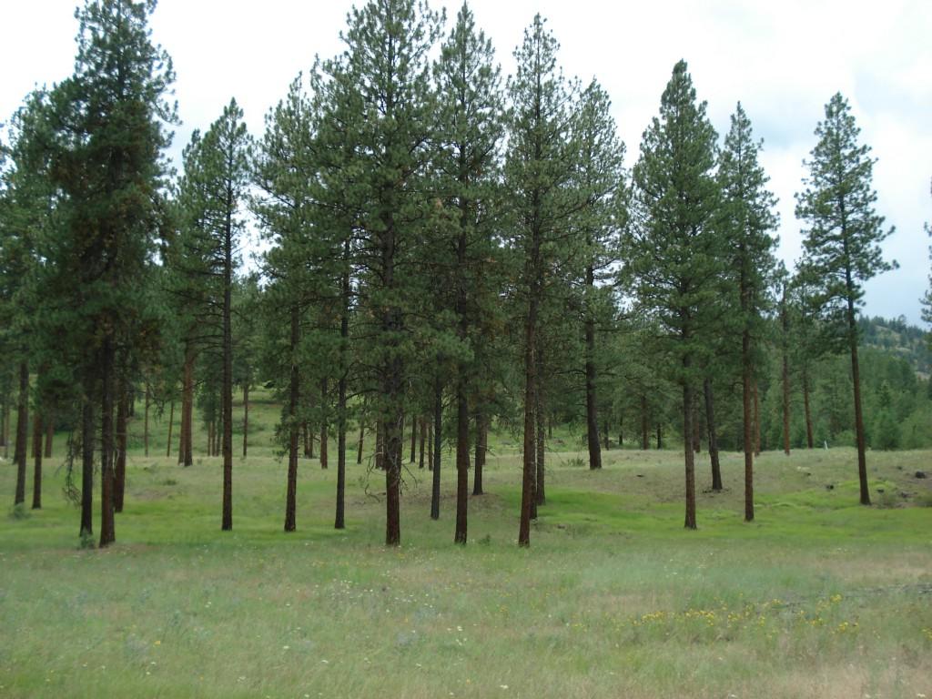0-Lot 2 Curlew Lake Rd - Photo 1
