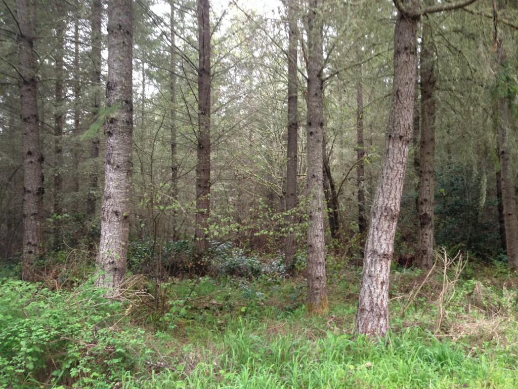 0 2nd Ave - Photo 1