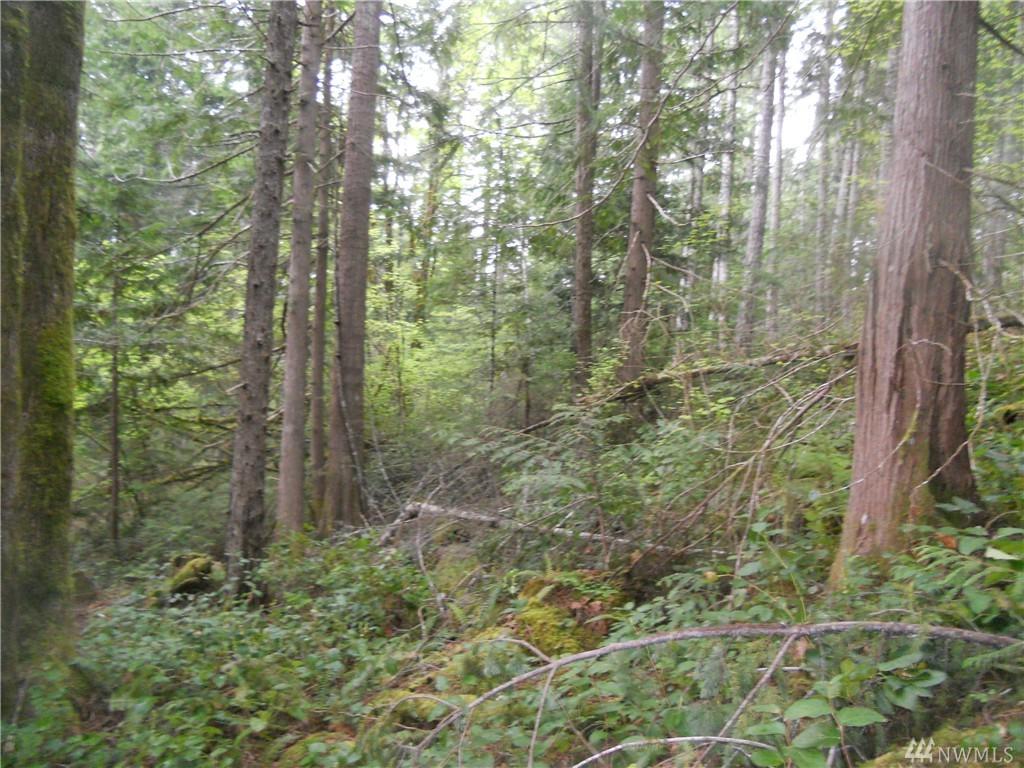 99999 White Tail Trail - Photo 1