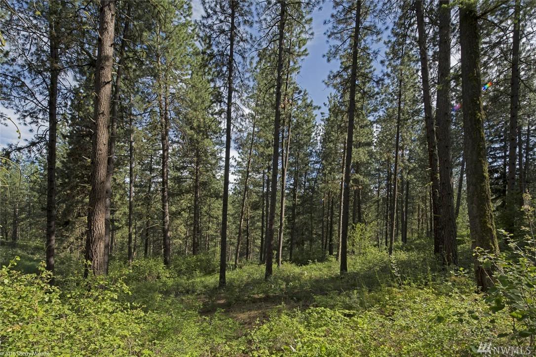 0-Lot 60 Whitebark Lane - Photo 1