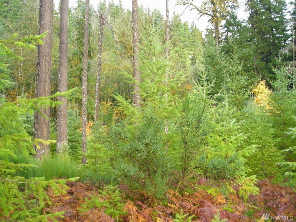 15-xx National Forest Rd - Photo 1
