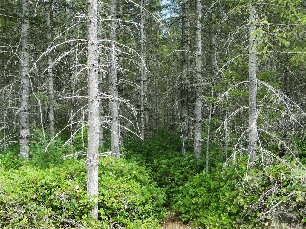17 Lake Cushman Forest Reserve - Photo 1
