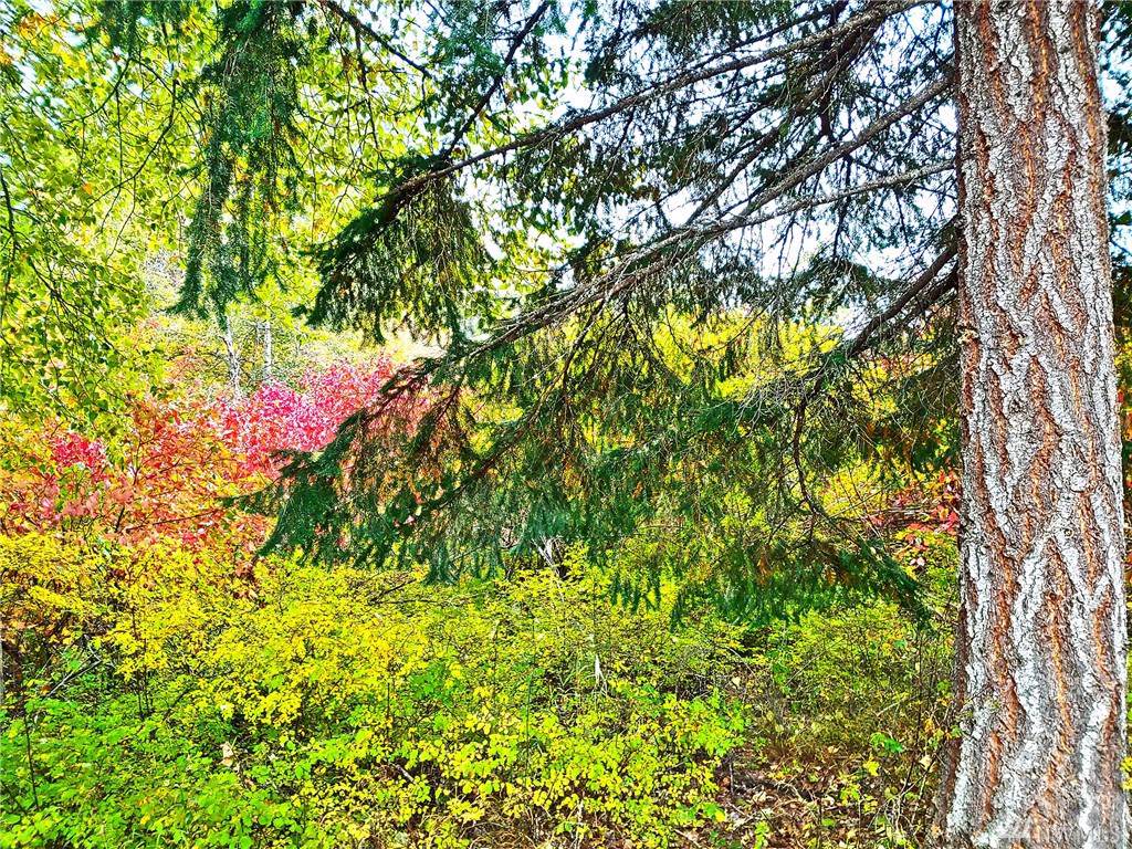 0-Lot 21 Kiias Elk Trail - Photo 1