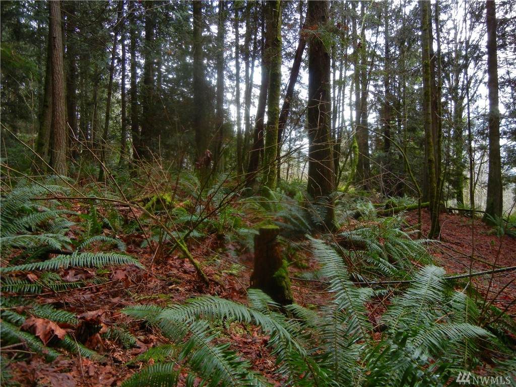 12409 Mountain Loop Hwy - Photo 1 12409 Mountain Loop Hwy - Photo 1