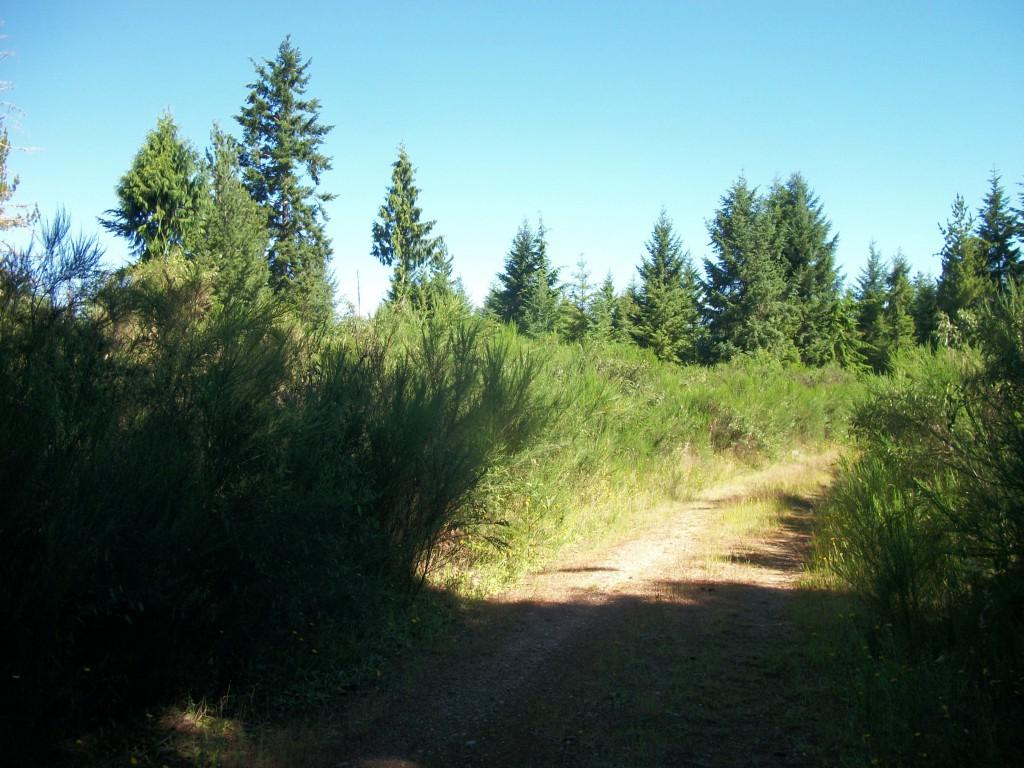 0 Log Yard Road - Photo 1
