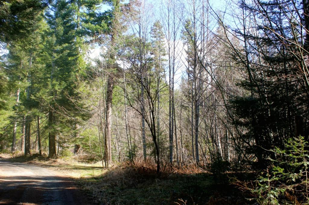 1-LOT 1 Spring Creek Rd - Photo 1
