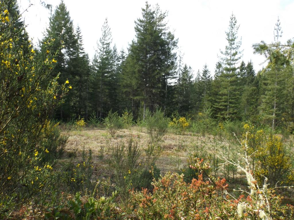 993 Hurd Rd - Photo 1