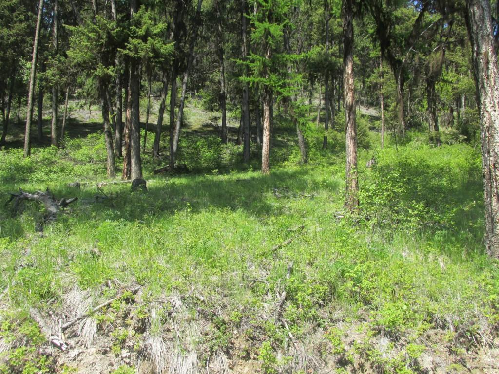 0-TBD Bamber Crk Rd - Photo 1